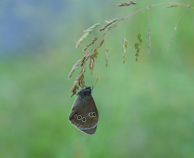 <i class='fa fa-user'></i>&nbsp;Jurgen Maassen&nbsp;|  Koevinkje&nbsp; <i class='fa fa-eye'>&nbsp;77</i> &nbsp;<i class='fa fa-thumbs-up'>&nbsp;8</i> &nbsp; <i class='fa fa-comment-o'>&nbsp;6</i>