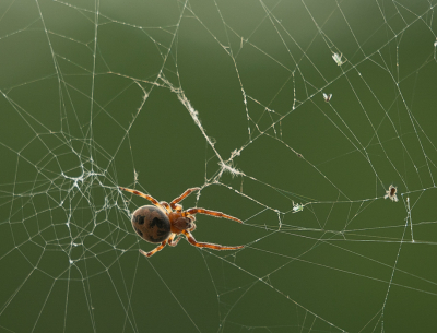 <i class='fa fa-user'></i>&nbsp;Truus Aletta Maan&nbsp;|  Rietkruisspin&nbsp; <i class='fa fa-eye'>&nbsp;52</i> &nbsp;<i class='fa fa-thumbs-up'>&nbsp;2</i> &nbsp; <i class='fa fa-comment-o'>&nbsp;1</i>