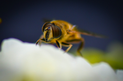 <i class='fa fa-user'></i>&nbsp;Bert Veerman&nbsp;|  Blinde Bij&nbsp; <i class='fa fa-eye'>&nbsp;58</i> &nbsp;<i class='fa fa-thumbs-up'>&nbsp;1</i> &nbsp; <i class='fa fa-comment-o'>&nbsp;3</i>