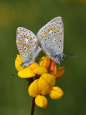 <i class='fa fa-user'></i>&nbsp;Mignon-Creative&nbsp;|  Icarusblauwtje&nbsp; <i class='fa fa-eye'>&nbsp;65</i> &nbsp;<i class='fa fa-thumbs-up'>&nbsp;8</i> &nbsp; <i class='fa fa-comment-o'>&nbsp;4</i>