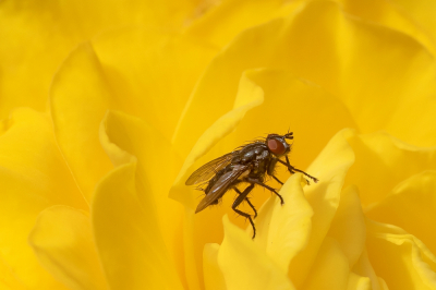 <i class='fa fa-user'></i>&nbsp;Johan van Gurp&nbsp;|  Dambordvlieg sp.&nbsp; <i class='fa fa-eye'>&nbsp;51</i> &nbsp;<i class='fa fa-thumbs-up'>&nbsp;2</i> &nbsp; <i class='fa fa-comment-o'>&nbsp;0</i>