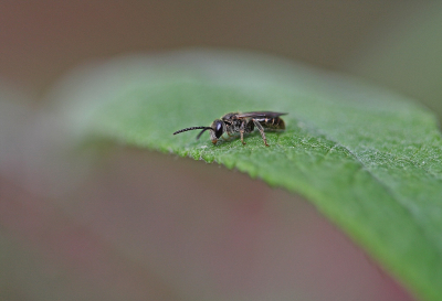 <i class='fa fa-user'></i>&nbsp;Cor&nbsp;|  Langkopsmaragdgroefbij&nbsp; <i class='fa fa-eye'>&nbsp;80</i> &nbsp;<i class='fa fa-thumbs-up'>&nbsp;3</i> &nbsp; <i class='fa fa-comment-o'>&nbsp;9</i>