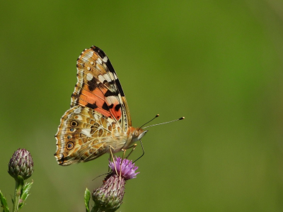 <i class='fa fa-user'></i>&nbsp;Jelle Bakker&nbsp;|  Distelvlinder&nbsp; <i class='fa fa-eye'>&nbsp;60</i> &nbsp;<i class='fa fa-thumbs-up'>&nbsp;7</i> &nbsp; <i class='fa fa-comment-o'>&nbsp;5</i>