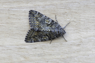 <i class='fa fa-user'></i>&nbsp;Martin Verbeeten&nbsp;|  Karmozijnrood Weeskind&nbsp; <i class='fa fa-eye'>&nbsp;62</i> &nbsp;<i class='fa fa-thumbs-up'>&nbsp;2</i> &nbsp; <i class='fa fa-comment-o'>&nbsp;4</i>