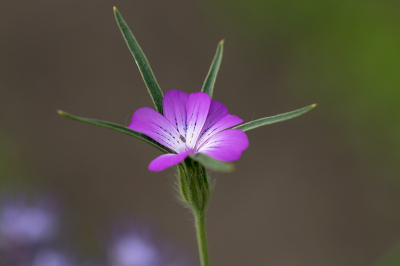 <i class='fa fa-user'></i>&nbsp;Willem Verhagen&nbsp;|  Bolderik&nbsp; <i class='fa fa-eye'>&nbsp;56</i> &nbsp;<i class='fa fa-thumbs-up'>&nbsp;2</i> &nbsp; <i class='fa fa-comment-o'>&nbsp;1</i>