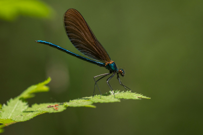 <i class='fa fa-user'></i>&nbsp;Willem Verhagen&nbsp;|  Bosbeekjuffer&nbsp; <i class='fa fa-eye'>&nbsp;93</i> &nbsp;<i class='fa fa-thumbs-up'>&nbsp;9</i> &nbsp; <i class='fa fa-comment-o'>&nbsp;4</i>