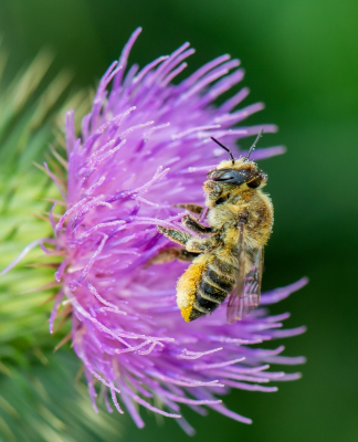 <i class='fa fa-user'></i>&nbsp;pietwil&nbsp;|  Rosse Metselbij&nbsp; <i class='fa fa-eye'>&nbsp;48</i> &nbsp; <i class='fa fa-comment-o'>&nbsp;0</i>