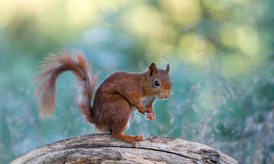 <i class='fa fa-user'></i>&nbsp;Ties Niehof&nbsp;|  Eekhoorn&nbsp; <i class='fa fa-eye'>&nbsp;116</i> &nbsp;<i class='fa fa-thumbs-up'>&nbsp;7</i> &nbsp; <i class='fa fa-comment-o'>&nbsp;6</i>