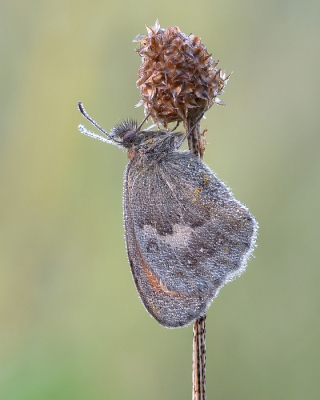 <i class='fa fa-user'></i>&nbsp;Johan van Gurp&nbsp;|  Hooibeestje&nbsp; <i class='fa fa-eye'>&nbsp;54</i> &nbsp;<i class='fa fa-thumbs-up'>&nbsp;7</i> &nbsp; <i class='fa fa-comment-o'>&nbsp;2</i>