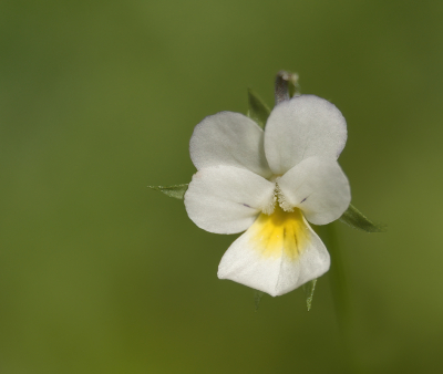 <i class='fa fa-user'></i>&nbsp;janvangastel&nbsp;|  Akkerviooltje&nbsp; <i class='fa fa-eye'>&nbsp;53</i> &nbsp;<i class='fa fa-thumbs-up'>&nbsp;2</i> &nbsp; <i class='fa fa-comment-o'>&nbsp;5</i>