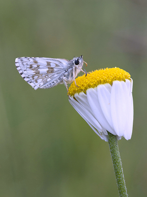 <i class='fa fa-user'></i>&nbsp;Mignon-Creative&nbsp;|  Witgezoomd Spikkeldikkopje&nbsp; <i class='fa fa-eye'>&nbsp;80</i> &nbsp;<i class='fa fa-thumbs-up'>&nbsp;9</i> &nbsp; <i class='fa fa-comment-o'>&nbsp;4</i>