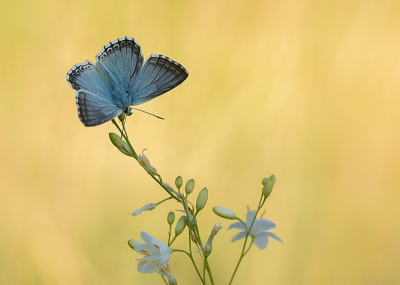 <i class='fa fa-user'></i>&nbsp;Tom&nbsp;|  Bleek Blauwtje&nbsp; <i class='fa fa-eye'>&nbsp;127</i> &nbsp;<i class='fa fa-thumbs-up'>&nbsp;19</i> &nbsp; <i class='fa fa-comment-o'>&nbsp;13</i>