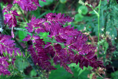 <i class='fa fa-user'></i>&nbsp;A. Soeting&nbsp;|  Fluitenkruid&nbsp; <i class='fa fa-eye'>&nbsp;73</i> &nbsp; <i class='fa fa-comment-o'>&nbsp;6</i>