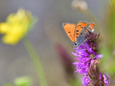 <i class='fa fa-user'></i>&nbsp;josephine&nbsp;|  Grote Vuurvlinder&nbsp; <i class='fa fa-eye'>&nbsp;87</i> &nbsp;<i class='fa fa-thumbs-up'>&nbsp;4</i> &nbsp; <i class='fa fa-comment-o'>&nbsp;7</i>