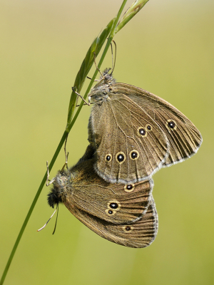 <i class='fa fa-user'></i>&nbsp;Mignon-Creative&nbsp;|  Koevinkje&nbsp; <i class='fa fa-eye'>&nbsp;67</i> &nbsp;<i class='fa fa-thumbs-up'>&nbsp;2</i> &nbsp; <i class='fa fa-comment-o'>&nbsp;5</i>