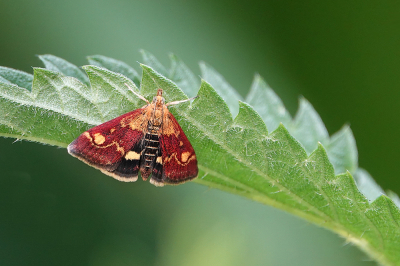 <i class='fa fa-user'></i>&nbsp;nelappelmelk&nbsp;|  Muntvlinder&nbsp; <i class='fa fa-eye'>&nbsp;75</i> &nbsp;<i class='fa fa-thumbs-up'>&nbsp;2</i> &nbsp; <i class='fa fa-comment-o'>&nbsp;6</i>