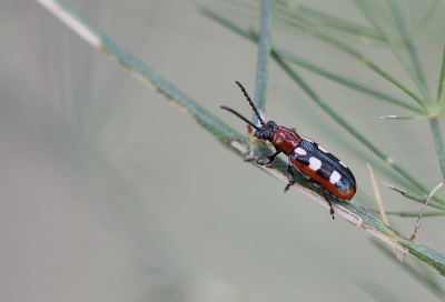 <i class='fa fa-user'></i>&nbsp;Paul Vandebroek&nbsp;|  Blauwe Aspergekever&nbsp; <i class='fa fa-eye'>&nbsp;87</i> &nbsp;<i class='fa fa-thumbs-up'>&nbsp;4</i> &nbsp; <i class='fa fa-comment-o'>&nbsp;4</i>