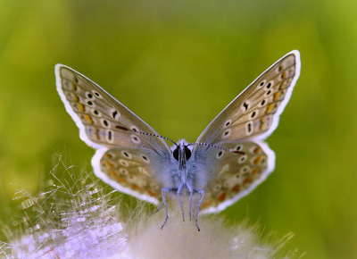 <i class='fa fa-user'></i>&nbsp;Nel R&nbsp;|  Icarusblauwtje&nbsp; <i class='fa fa-eye'>&nbsp;68</i> &nbsp; <i class='fa fa-comment-o'>&nbsp;5</i>