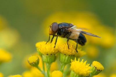 <i class='fa fa-user'></i>&nbsp;Willem Verhagen&nbsp;|  Witte Reus&nbsp; <i class='fa fa-eye'>&nbsp;76</i> &nbsp;<i class='fa fa-thumbs-up'>&nbsp;6</i> &nbsp; <i class='fa fa-comment-o'>&nbsp;6</i>