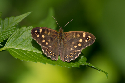 <i class='fa fa-user'></i>&nbsp;Willem Verhagen&nbsp;|  Bont Zandoogje&nbsp; <i class='fa fa-eye'>&nbsp;70</i> &nbsp;<i class='fa fa-thumbs-up'>&nbsp;4</i> &nbsp; <i class='fa fa-comment-o'>&nbsp;3</i>