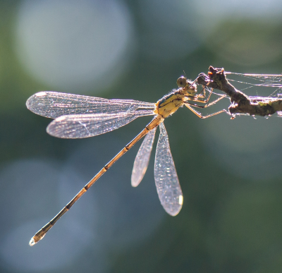 <i class='fa fa-user'></i>&nbsp;pietwil&nbsp;|  Houtpantserjuffer&nbsp; <i class='fa fa-eye'>&nbsp;53</i> &nbsp;<i class='fa fa-thumbs-up'>&nbsp;1</i> &nbsp; <i class='fa fa-comment-o'>&nbsp;2</i>