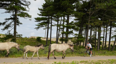 <i class='fa fa-user'></i>&nbsp;hesterb&nbsp;|  Duinfiets- en wandel-pad&nbsp; <i class='fa fa-eye'>&nbsp;108</i> &nbsp; <i class='fa fa-comment-o'>&nbsp;0</i>