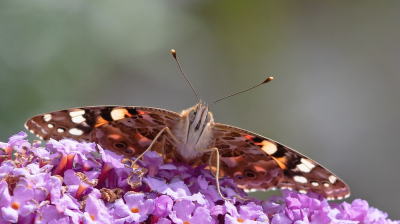 <i class='fa fa-user'></i>&nbsp;Johan van Gurp&nbsp;|  Distelvlinder&nbsp; <i class='fa fa-eye'>&nbsp;52</i> &nbsp;<i class='fa fa-thumbs-up'>&nbsp;2</i> &nbsp; <i class='fa fa-comment-o'>&nbsp;1</i>