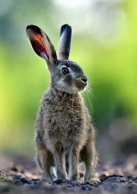 <i class='fa fa-user'></i>&nbsp;robert-jan&nbsp;|  Haas&nbsp; <i class='fa fa-eye'>&nbsp;77</i> &nbsp;<i class='fa fa-thumbs-up'>&nbsp;2</i> &nbsp; <i class='fa fa-comment-o'>&nbsp;3</i>