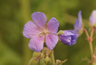 <i class='fa fa-user'></i>&nbsp;Jelle Bakker&nbsp;|  Beemdooievaarsbek&nbsp; <i class='fa fa-eye'>&nbsp;40</i> &nbsp; <i class='fa fa-comment-o'>&nbsp;1</i>