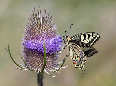 <i class='fa fa-user'></i>&nbsp;Mignon-Creative&nbsp;|  Koninginnenpage&nbsp; <i class='fa fa-eye'>&nbsp;145</i> &nbsp;<i class='fa fa-thumbs-up'>&nbsp;17</i> &nbsp; <i class='fa fa-comment-o'>&nbsp;11</i>