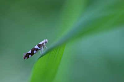 <i class='fa fa-user'></i>&nbsp;Pieter  LJ&nbsp;|  Sierlijke Pedaalmot&nbsp; <i class='fa fa-eye'>&nbsp;73</i> &nbsp;<i class='fa fa-thumbs-up'>&nbsp;4</i> &nbsp; <i class='fa fa-comment-o'>&nbsp;6</i>