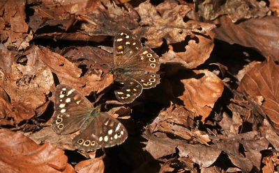 <i class='fa fa-user'></i>&nbsp;nelappelmelk&nbsp;|  Bont Zandoogje&nbsp; <i class='fa fa-eye'>&nbsp;79</i> &nbsp;<i class='fa fa-thumbs-up'>&nbsp;3</i> &nbsp; <i class='fa fa-comment-o'>&nbsp;5</i>