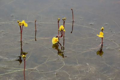 <i class='fa fa-user'></i>&nbsp;A. Soeting&nbsp;|  Loos Blaasjeskruid&nbsp; <i class='fa fa-eye'>&nbsp;74</i> &nbsp;<i class='fa fa-thumbs-up'>&nbsp;2</i> &nbsp; <i class='fa fa-comment-o'>&nbsp;4</i>