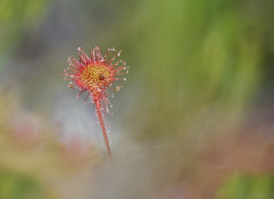 <i class='fa fa-user'></i>&nbsp;Jurgen Maassen&nbsp;|  Ronde Zonnedauw&nbsp; <i class='fa fa-eye'>&nbsp;90</i> &nbsp;<i class='fa fa-thumbs-up'>&nbsp;10</i> &nbsp; <i class='fa fa-comment-o'>&nbsp;8</i>