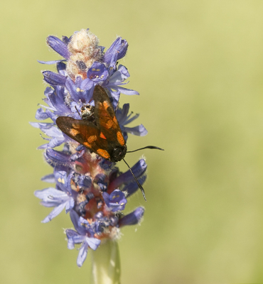 <i class='fa fa-user'></i>&nbsp;Truus Aletta Maan&nbsp;|  Sint-jansvlinder&nbsp; <i class='fa fa-eye'>&nbsp;61</i> &nbsp;<i class='fa fa-thumbs-up'>&nbsp;1</i> &nbsp; <i class='fa fa-comment-o'>&nbsp;4</i>