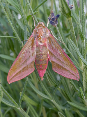 <i class='fa fa-user'></i>&nbsp;Tim Oord&nbsp;|  Groot Avondrood&nbsp; <i class='fa fa-eye'>&nbsp;95</i> &nbsp;<i class='fa fa-thumbs-up'>&nbsp;8</i> &nbsp; <i class='fa fa-comment-o'>&nbsp;5</i>