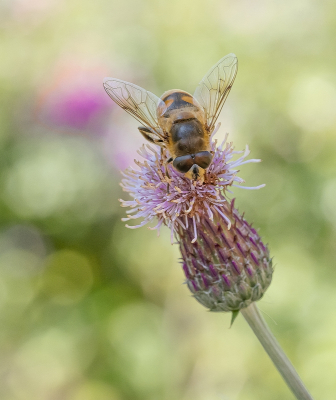 <i class='fa fa-user'></i>&nbsp;Tim Oord&nbsp;|  Blinde Bij&nbsp; <i class='fa fa-eye'>&nbsp;48</i> &nbsp;<i class='fa fa-thumbs-up'>&nbsp;3</i> &nbsp; <i class='fa fa-comment-o'>&nbsp;0</i>