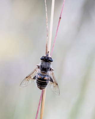 <i class='fa fa-user'></i>&nbsp;Johan van Gurp&nbsp;|  Blinde Bij&nbsp; <i class='fa fa-eye'>&nbsp;51</i> &nbsp;<i class='fa fa-thumbs-up'>&nbsp;3</i> &nbsp; <i class='fa fa-comment-o'>&nbsp;1</i>