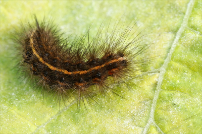 <i class='fa fa-user'></i>&nbsp;frbeuming&nbsp;|  Witte Tijger&nbsp; <i class='fa fa-eye'>&nbsp;51</i> &nbsp;<i class='fa fa-thumbs-up'>&nbsp;1</i> &nbsp; <i class='fa fa-comment-o'>&nbsp;1</i>