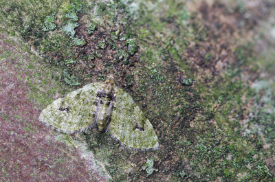 <i class='fa fa-user'></i>&nbsp;Robert Rodenburg&nbsp;|  V-dwergspanner&nbsp; <i class='fa fa-eye'>&nbsp;70</i> &nbsp;<i class='fa fa-thumbs-up'>&nbsp;5</i> &nbsp; <i class='fa fa-comment-o'>&nbsp;6</i>