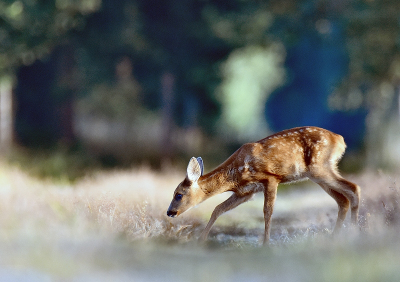 <i class='fa fa-user'></i>&nbsp;robert-jan&nbsp;|  Ree&nbsp; <i class='fa fa-eye'>&nbsp;123</i> &nbsp;<i class='fa fa-thumbs-up'>&nbsp;4</i> &nbsp; <i class='fa fa-comment-o'>&nbsp;7</i>