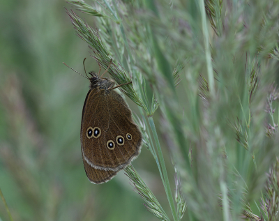 <i class='fa fa-user'></i>&nbsp;Ad Sprang&nbsp;|  Koevinkje&nbsp; <i class='fa fa-eye'>&nbsp;106</i> &nbsp;<i class='fa fa-thumbs-up'>&nbsp;6</i> &nbsp; <i class='fa fa-comment-o'>&nbsp;8</i>