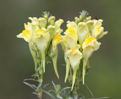 <i class='fa fa-user'></i>&nbsp;Paul Vandebroek&nbsp;|  Vlasbekje&nbsp; <i class='fa fa-eye'>&nbsp;64</i> &nbsp;<i class='fa fa-thumbs-up'>&nbsp;6</i> &nbsp; <i class='fa fa-comment-o'>&nbsp;6</i>