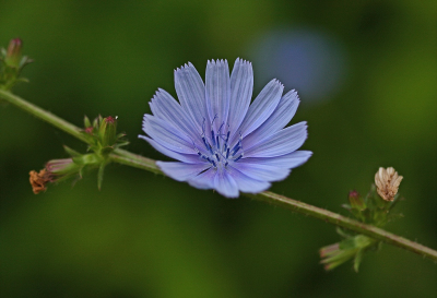 <i class='fa fa-user'></i>&nbsp;Cor&nbsp;|  Wilde Cichorei&nbsp; <i class='fa fa-eye'>&nbsp;71</i> &nbsp;<i class='fa fa-thumbs-up'>&nbsp;6</i> &nbsp; <i class='fa fa-comment-o'>&nbsp;7</i>