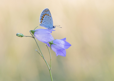 <i class='fa fa-user'></i>&nbsp;Tom&nbsp;|  Kroonkruidblauwtje&nbsp; <i class='fa fa-eye'>&nbsp;122</i> &nbsp;<i class='fa fa-thumbs-up'>&nbsp;11</i> &nbsp; <i class='fa fa-comment-o'>&nbsp;6</i>