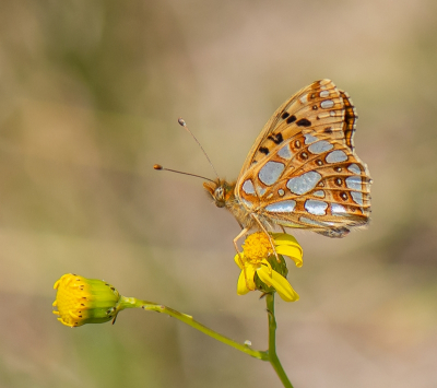 <i class='fa fa-user'></i>&nbsp;pietwil&nbsp;|  Kleine Parelmoervlinder&nbsp; <i class='fa fa-eye'>&nbsp;96</i> &nbsp;<i class='fa fa-thumbs-up'>&nbsp;2</i> &nbsp; <i class='fa fa-comment-o'>&nbsp;3</i>