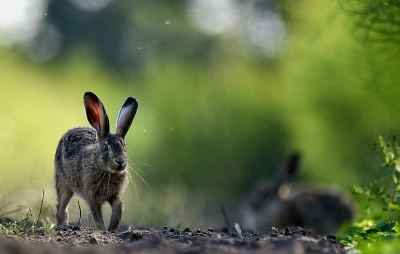 <i class='fa fa-user'></i>&nbsp;robert-jan&nbsp;|  Haas&nbsp; <i class='fa fa-eye'>&nbsp;75</i> &nbsp;<i class='fa fa-thumbs-up'>&nbsp;1</i> &nbsp; <i class='fa fa-comment-o'>&nbsp;0</i>