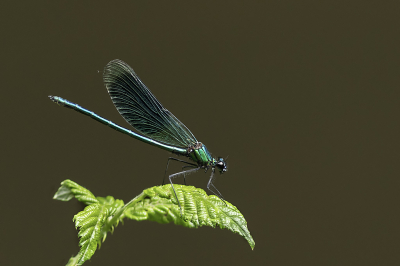 <i class='fa fa-user'></i>&nbsp;henksteen&nbsp;|  Weidebeekjuffer&nbsp; <i class='fa fa-eye'>&nbsp;68</i> &nbsp;<i class='fa fa-thumbs-up'>&nbsp;5</i> &nbsp; <i class='fa fa-comment-o'>&nbsp;7</i>