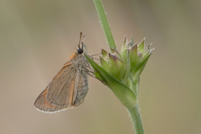 <i class='fa fa-user'></i>&nbsp;Johan van Gurp&nbsp;|  Geelsprietdikkopje&nbsp; <i class='fa fa-eye'>&nbsp;67</i> &nbsp;<i class='fa fa-thumbs-up'>&nbsp;3</i> &nbsp; <i class='fa fa-comment-o'>&nbsp;3</i>
