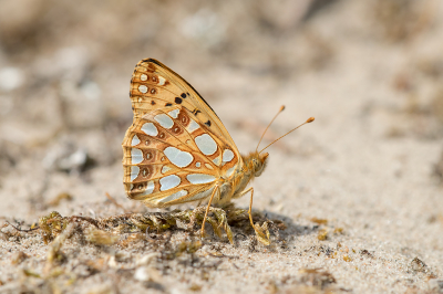 <i class='fa fa-user'></i>&nbsp;Willem Verhagen&nbsp;|  Kleine Parelmoervlinder&nbsp; <i class='fa fa-eye'>&nbsp;86</i> &nbsp;<i class='fa fa-thumbs-up'>&nbsp;4</i> &nbsp; <i class='fa fa-comment-o'>&nbsp;4</i>